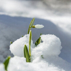 Sunrise sunset light on the white tender snowdrops covered snow in the spring forest. Beautiful...