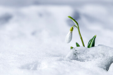 Sunrise sunset light on the white tender snowdrops covered snow in the spring forest. Beautiful spring background with copy space