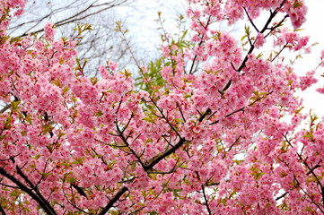 早咲きの桜