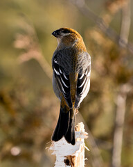 Pine Grosbeak Stock Photo. Pine Grosbeak close-up profile rear view, perched  with a blur background in its environment and habitat. Image. Picture. Portrait.