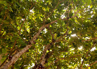 Jabuticaba tree; Brazilian fruit