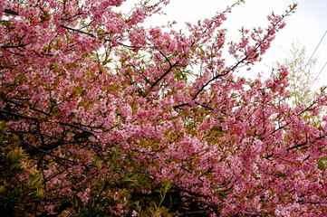 早咲きの桜
