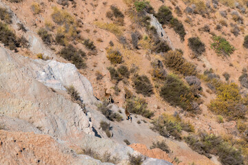 Fototapeta na wymiar wild goats on the mountain in southern Spain