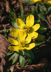 Fototapeta premium spring flowers