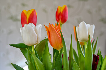 bouquet of tulips standing in front of wallpaper with flowers
