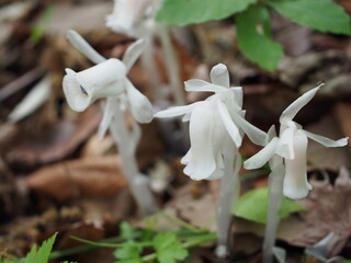 ギンリョウソウ