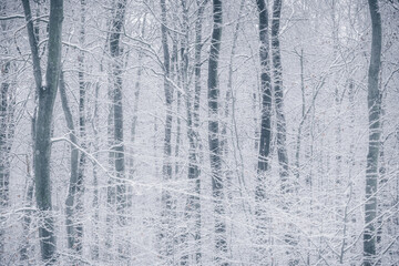 Frozen Forest in Winter