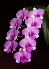 Fototapeta na wymiar Isolated vase of Orchid flower or Phalaenopsis in magenta or purple