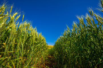 wheat plantation, agriculture and development