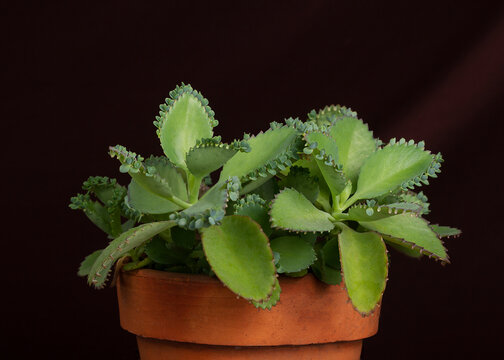 Mother of thousands or Aranto or Aligator Plant or
Kalanchoe daigremontiana or Bryophyllum daigremontianum in clay pot