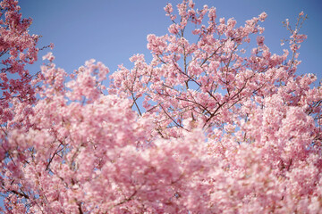 春らしい満開の桜