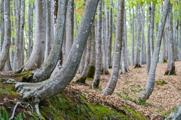 新緑のブナ林　松之山美人林