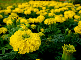 The Marigold Flowers Blooming