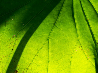 Abstract of The Branch Lines of The Lotus Leaf