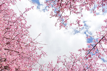 【初春・早咲き桜】河津桜