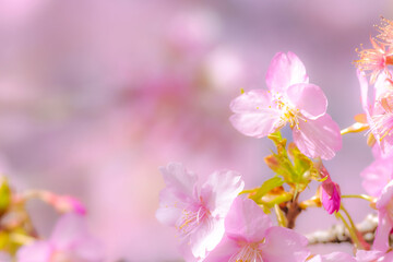 Naklejka na ściany i meble 【初春・早咲き桜】河津桜