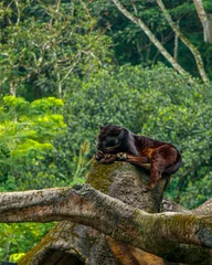 Zelfklevend Fotobehang Black Panther in the Zoo © Autresa KN