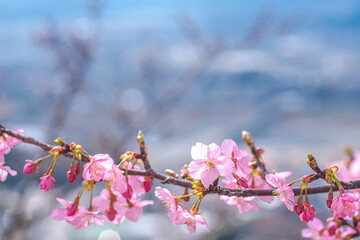 【初春・早咲き桜】河津桜