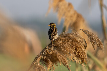 Streaked weaver bird on the grass