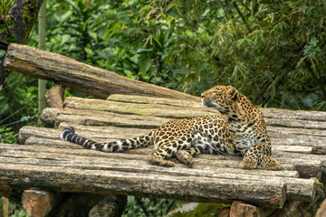 A leopard relaxing in a tree. © Autresa KN
