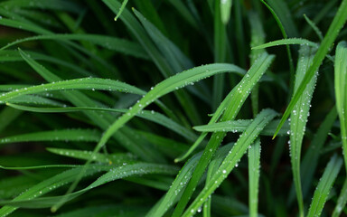 Green long leaves with water drops after summer rain. Nature background and eco concepte