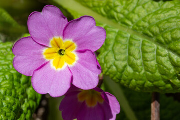primrose flower on a spring sunny day close up top view