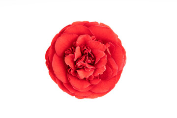 Fully bloom Red camellia flower isolated on white background. Camellia japonica