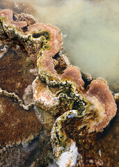 Geothermal deposits at Mammoth Hot Springs, Wyoming

