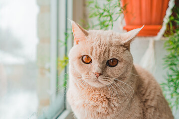 british shorthair cat of light color sits near the window