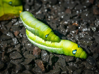 Caterpillar Crawling on The Back of Another