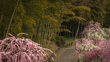 愛知県 名古屋市農業センターdelaふぁーむ 梅
