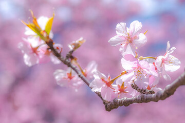 【初春・早咲き桜】河津桜