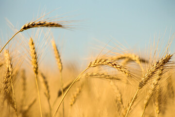 Golden wheat spikelets in the field closeup