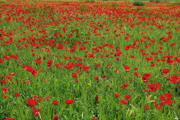 field covered by common poppies in springtime