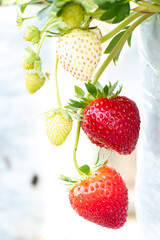 Closed up of red strawberry fruit background