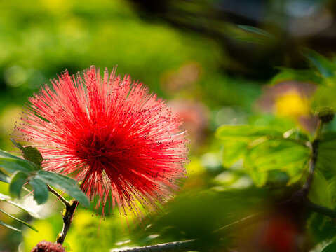 Red Pollen of Pink Red Powderpuff Blooming