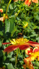 Honey bee on colorful dahlia flower