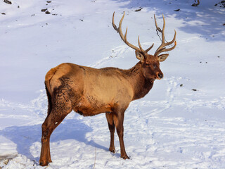 Naklejka na ściany i meble Male deer in winter sunny day