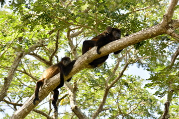 Monos aulladores negros en la isla de Ometepe, situada en el lago Cocibolca, en el sur oeste de...