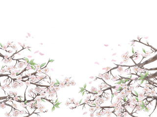 桜と花びらの背景イラスト1/白背景