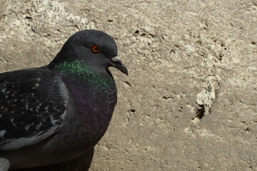 pigeons are resting on the roof.