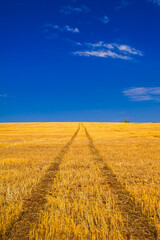 wheat plantation, agriculture and development