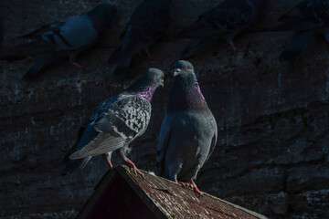 pigeons are resting on the roof.