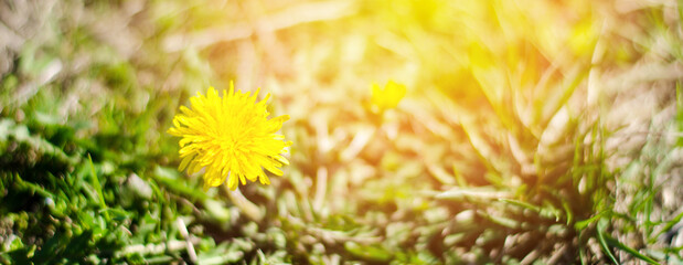 Yellow dandelion in the sunbeams. Dandelion bloom close up
