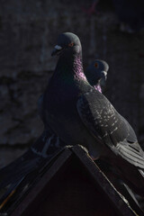 pigeons are resting on the roof.