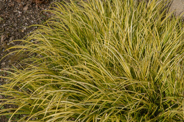 Winter Variegated Green and Yellow Foliage of the Slender Leaved Sweet Flag Plant (Acorus gramineus) Growing in a Herbaceous Border in a Garden in Rural Devon, England, UK