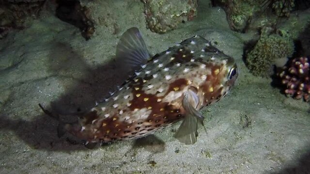 A deflated porcupinefish (Diodon nicthemerus) swimming in darkness, near the bottom of the sea. The pufferfish, despite the cute and comical appearance, is one of the deadliest fish.