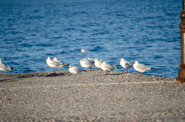 seagulls on the beach