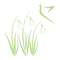 spring snowdrop flower