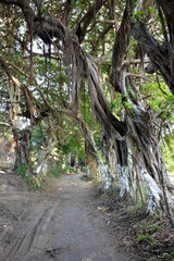 Paisajes y rincones de la isla de Ometepe, situada en el lago Cocibolca, en el sur oeste de Nicaragua